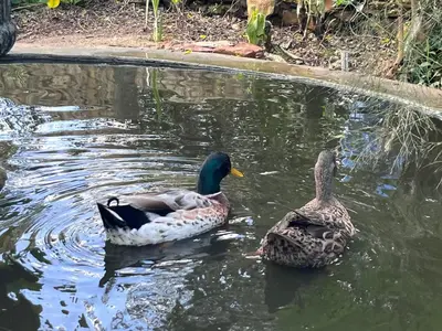 two ducks swimming in the water in a pond at 35 on Basil in Caledon