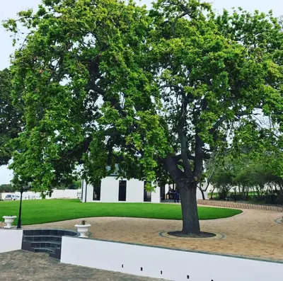 a tree in the middle of a park at Hoogeind Manor in Somerset West