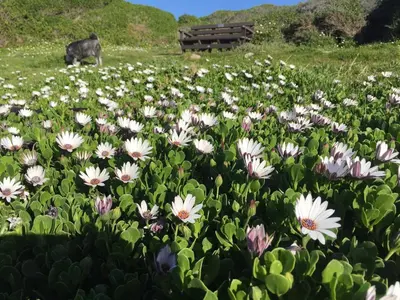 a field of flowers with a black pig in the background at Renovated Fishermans Cottage in Hermanus