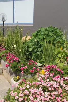 a garden with pink flowers and green plants at Merci Pére in Gordonʼs Bay
