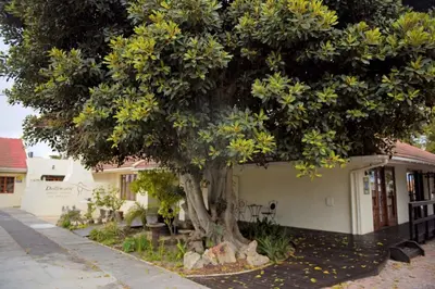a large tree in front of a house at Dolliwarie Guesthouse in Panorama