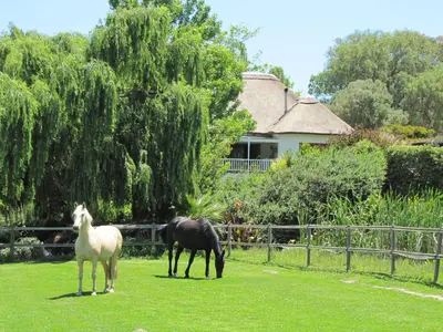two horses grazing in a field in front of a house at Acara Guesthouse & Cottages in Stellenbosch