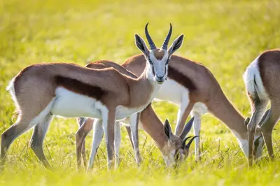 a group of gazelles grazing in a field at Devonvale Golf & Wine Estate in Stellenbosch