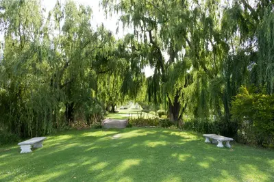 two benches sitting in a park under a tree at La Clé Lodge in Franschhoek
