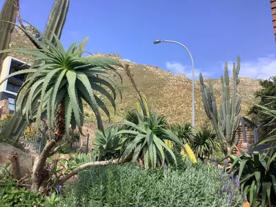 a group of palm trees and plants in front of a hill at Studio with unforgettable View in Gordonʼs Bay