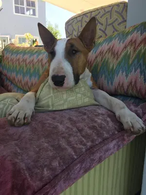 a brown and white dog laying on a couch at Little Farm in Raithby