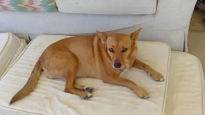 a brown dog laying on a bed on a couch at Little Farm in Raithby