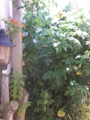a garden with a plant next to a wooden pole at Self Catering Unit , Sandbaai in Hermanus