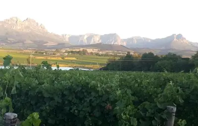 a field of crops with mountains in the background at Rouana Guest Farm in Stellenbosch