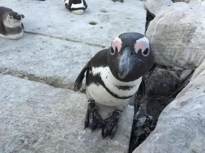 a penguin is standing on a rock at Sky house on Clarens in Bettyʼs Bay