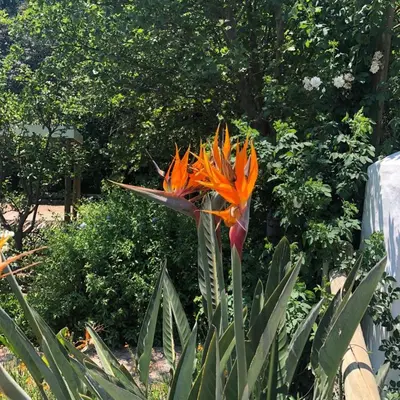 an orange flower is growing in a garden at Willow Brooke Guest Suite in Franschhoek