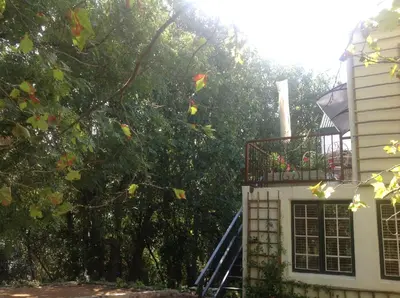 a large tree next to a house with a staircase at Willow Brooke Guest Suite in Franschhoek