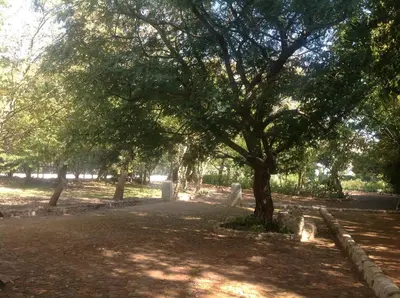 a tree in a park with a person walking under it at Willow Brooke Guest Suite in Franschhoek