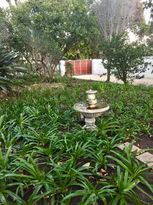 a bird bath in the middle of a field of plants at Acorn Cottage Hermanus in Hermanus