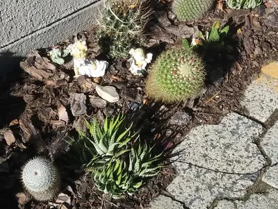 a group of cactuses in a garden at 19 on Robyn in Durbanville