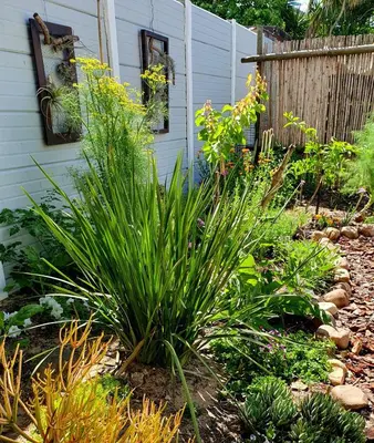 a garden with plants in front of a house at 19 on Robyn in Durbanville