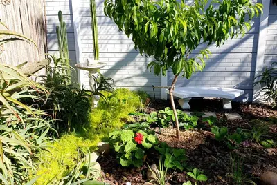 a garden with a small tree and some plants at 19 on Robyn in Durbanville