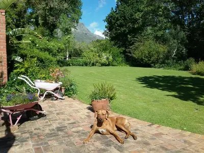 a brown dog laying on a brick patio at Languedoc in Stellenbosch
