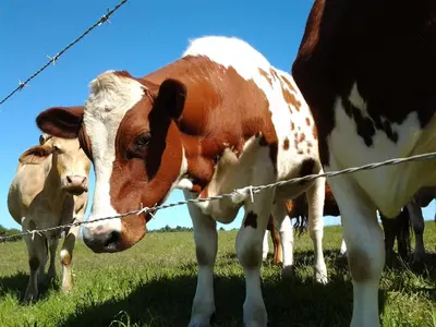 two cows are standing next to a barbed wire fence at The Cottage at Nuwejaarsrivier Farm in Kleinmond