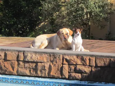 two dogs sitting on the edge of a swimming pool at La Roche Guest House in Cape Town