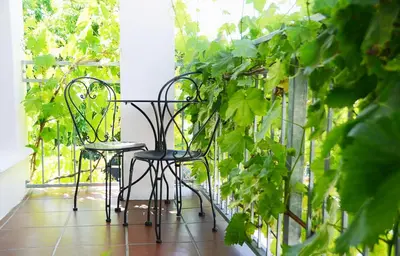 two chairs and a table on a balcony with plants at Penelope's Stellenbosch in Stellenbosch