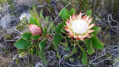 a prickly plant with a flower on the ground at Tranquility Heights in Pringle Bay