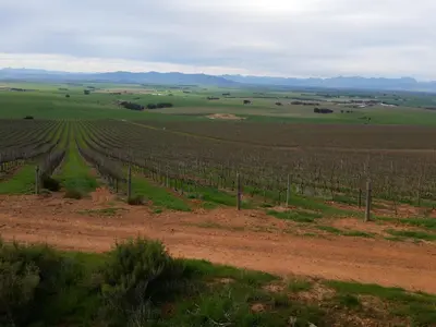 a vineyard with a dirt road in a field at Durbanville Place - 3 bedroom apartment in Durbanville