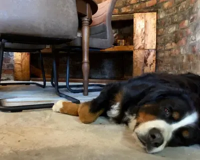 a dog laying on the floor with a teddy bear at UnderHill Farm in Klipkraal