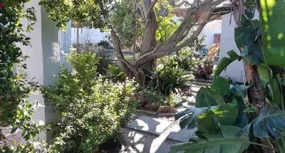 a garden with a tree and some plants at Be My Guest Lodge in Bloubergstrand