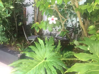 a garden with two chairs and a white flower at Little Scotia in Cape Town