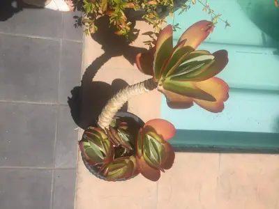 a plant in a pot on a wall at Little Scotia in Cape Town