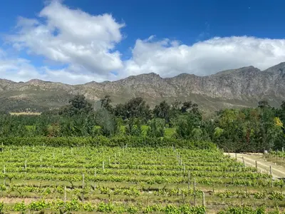 a vineyard with trees and mountains in the background at Franschhoek Rose Cottages in Franschhoek