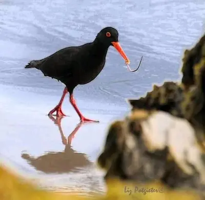 a black bird walking in the water with a worm in its mouth at Anchor's Rest in Hermanus