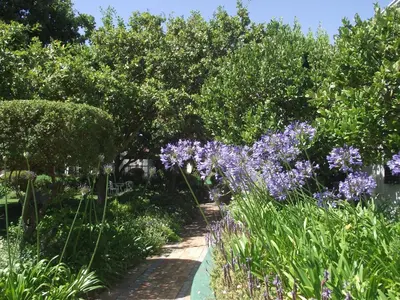a garden with purple flowers and trees at Eikendal Lodge in Stellenbosch