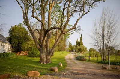 a tree on the side of a dirt road at San Gabriel Homestead in Somerset West