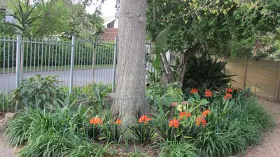 a garden with orange flowers in front of a tree at Pinewoods Rest in Somerset West