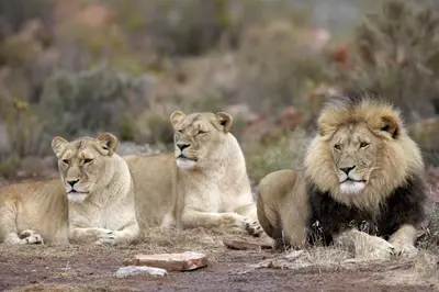 three lions laying on the ground in a field at GORDON's SHORE LUXURY APARTMENTS - Solar Powered in Gordonʼs Bay