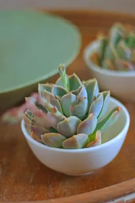 a plant in a white bowl on a table at Petite Apartment in Bellville