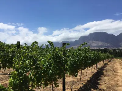 a row of grapes in a vineyard with mountains in the background at Lalapanzi Lodge in Somerset West