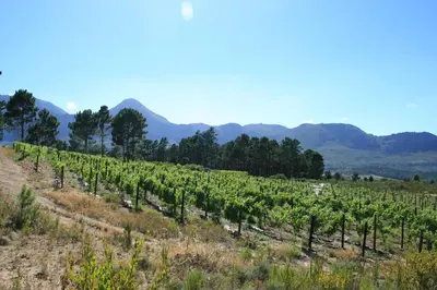 a vineyard with mountains in the background at Lalapanzi Lodge in Somerset West