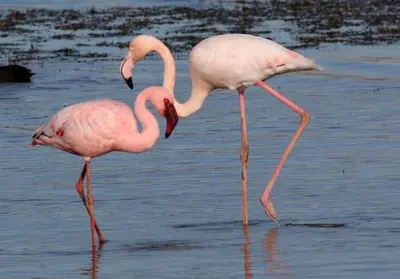 two pink flamingos standing in the water at Flamingo Palms in Table View