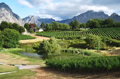 a vineyard with a river and mountains in the background at Alluvia Boutique Winery & Luxury Accommodation in Stellenbosch