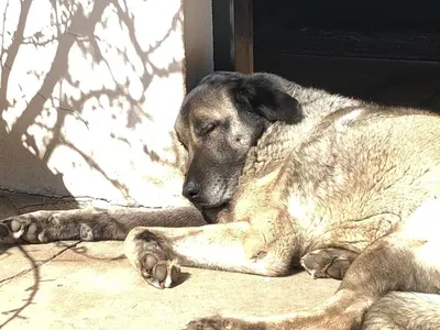 a dog laying on the ground in the sun at Becketts Bliss in Worcester