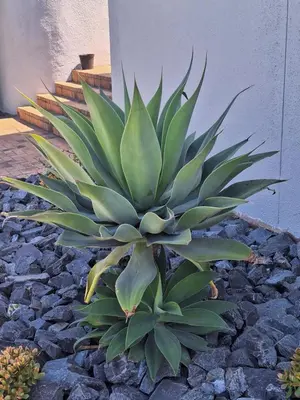 a plant sitting on top of a pile of rocks at Serengeti Heide Self Catering Flats in Cape Town