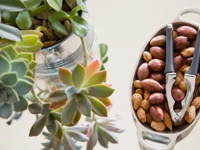 a vase filled with nuts next to a plant at Four Palms Accommodation in Durbanville