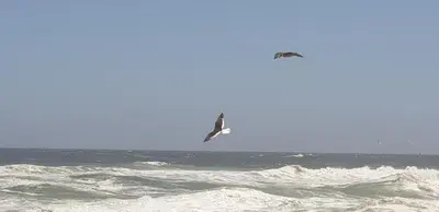 a bird flying over the ocean with a surfboard at Dawn's Place in Strand