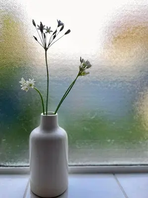 a white vase with flowers in a window at Milnerton Cottage in Cape Town