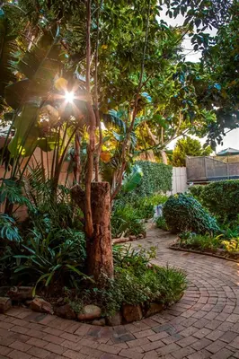 a tree in a garden with a brick sidewalk at Maroela House Guest Accommodation in Bellville