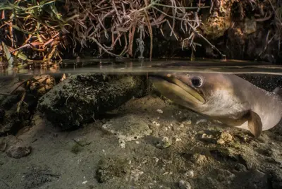 a fish is swimming in the water at McBains in Breerivier