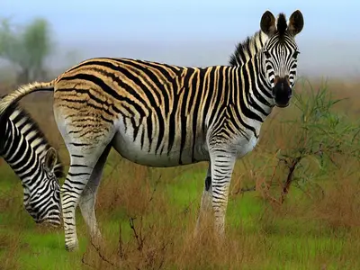 two zebras standing in a field of grass at Wild Clover Cottages in Stellenbosch